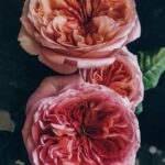 Antiguas rosas inglesas: historia, cuidados y variedades
