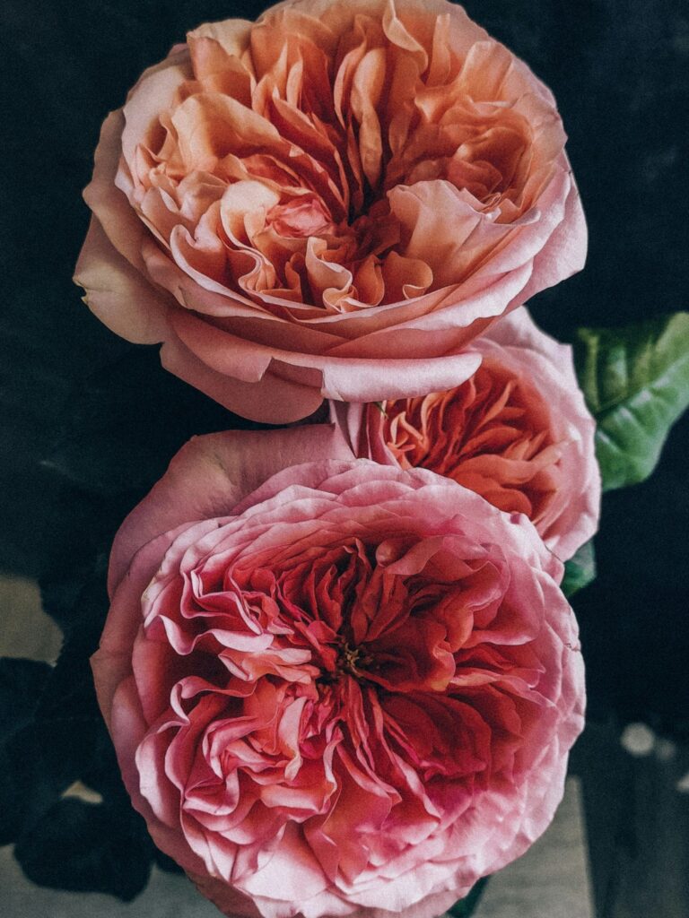 Antiguas rosas inglesas: historia, cuidados y variedades