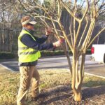 Árbol de crepe myrtle sin flores ¡Consejos para revivirlo!