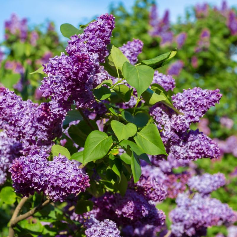 Árbol de Lilas Mezcladas – Encanto del Lilac Meyer