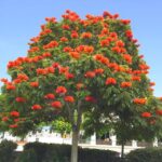 Árbol de llama: Qué es y por qué es conocido
