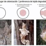 Árbol pudriéndose Posible causa: hongos de descomposición