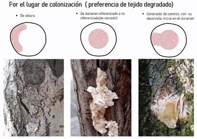 Árbol pudriéndose Posible causa: hongos de descomposición