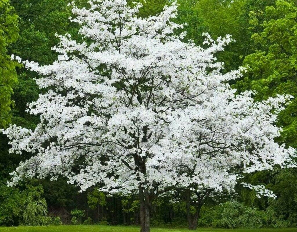 Árboles con flores blancas en primavera