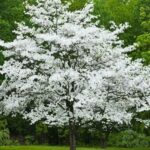 Árboles con flores blancas en primavera