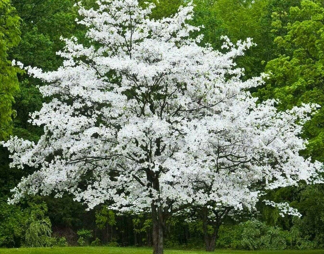 Árboles con flores blancas en primavera