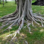 Árboles con raíces expuestas: una belleza natural