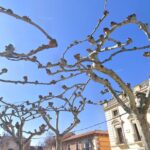 Árboles entrelazados en raro proceso de inosculación