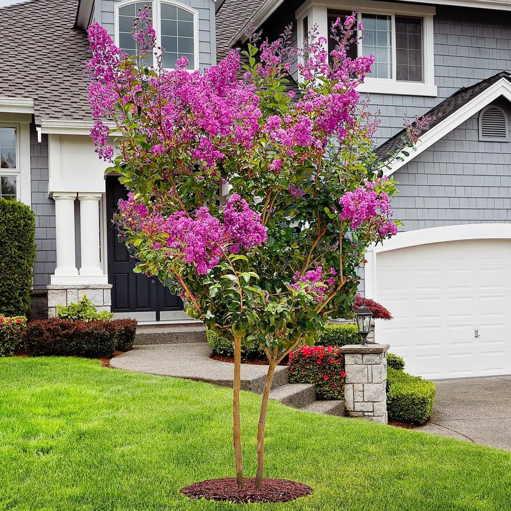 Árboles parecidos al crepe myrtle para embellecer el jardín