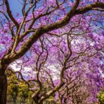Árboles que florecen en verano con colores y aromas