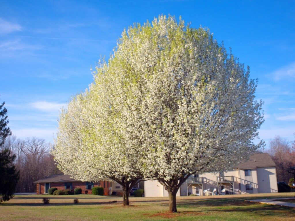 Árboles similares al Bradford Pear pero autóctonos
