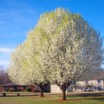 Árboles similares al Bradford Pear pero autóctonos