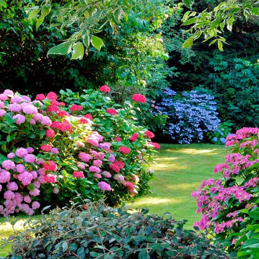 Arbustos florales resistentes al frío para sombra en zona 3