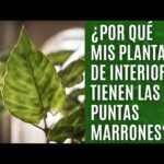 Astilbe con hojas marrones y rizadas Solución de problemas