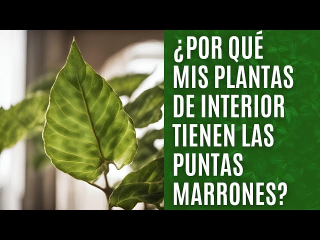 Astilbe con hojas marrones y rizadas Solución de problemas