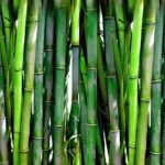 Bambú resistente: cultivando bambú en jardines de la Zona 6