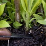 Basal Cuttings: el secreto de la propagación de plantas