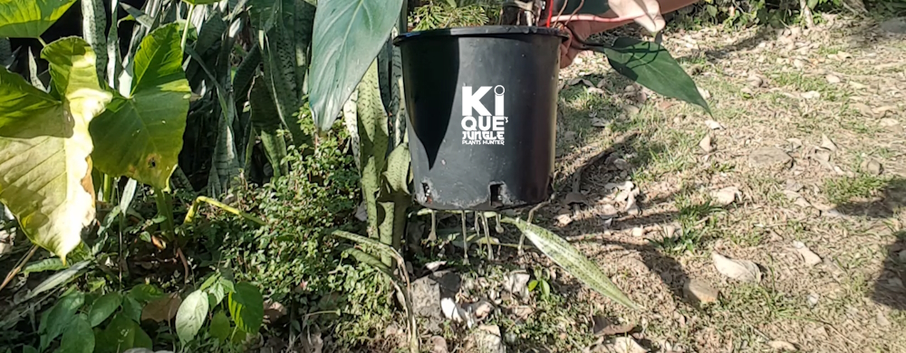 Beneficia el poliestireno al drenaje en las macetas