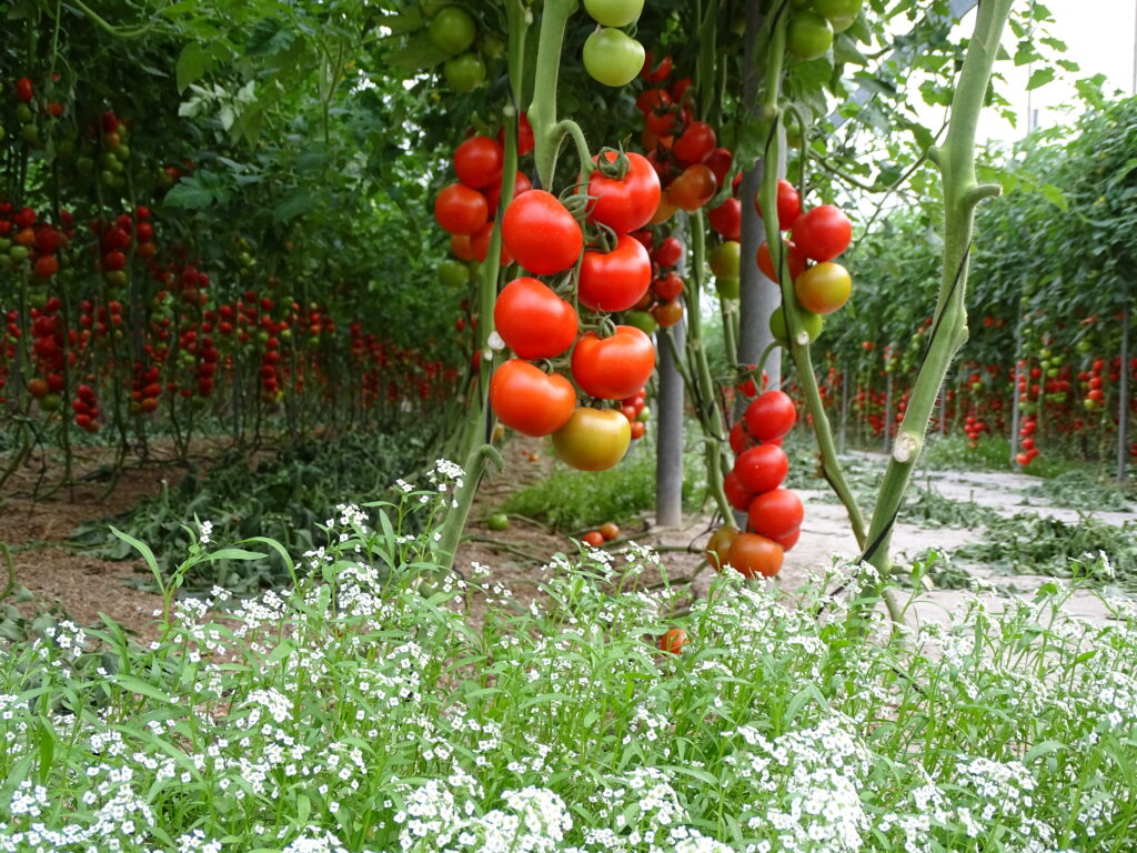 Beneficios de cultivar tomates voluntariamente