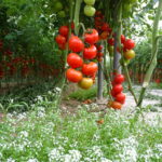 Beneficios de cultivar tomates voluntariamente