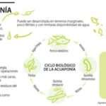 Beneficios de la Acuaponía para reducir desechos