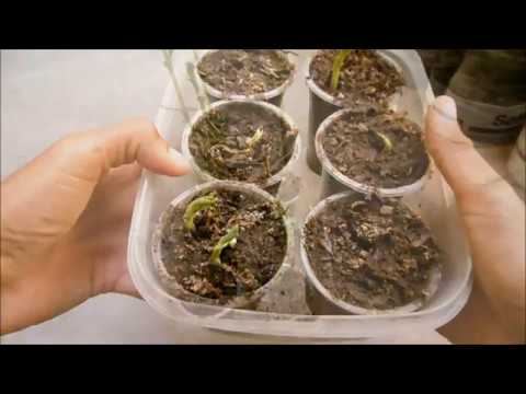 Beneficios de usar pañales en macetas para plantas