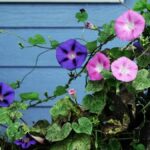 Beneficios y desventajas de Morning Glory: Mala hierba o hermosa flor