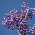 Beneficios y desventajas del árbol morado en otoño