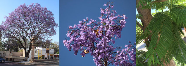 Beneficios y desventajas del árbol morado en otoño