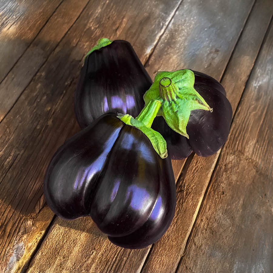 Black Beauty Eggplant: Cómo cultivar berenjenas de piel negra