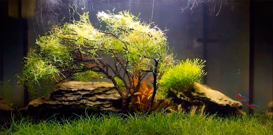 Bonsai acuático: Cómo cultivar árboles bonsái en acuarios