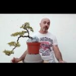 Bonsái en Cascada: Guía para dar Forma y Estilo a tu Árbol