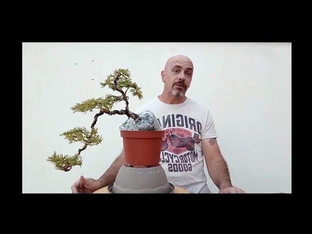 Bonsái en Cascada: Guía para dar Forma y Estilo a tu Árbol