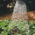 Border Herbs: Cómo Crear un Borde de Hierbas para tu Jardín