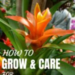 Bromelia Flower Care: Cómo cultivar bromelias en jardinería