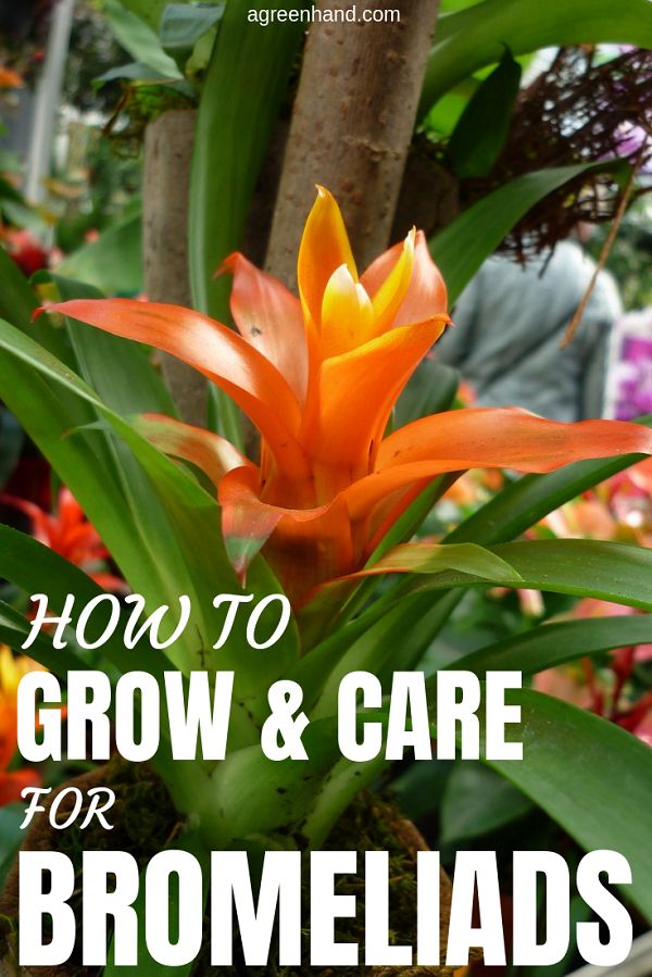 Bromelia Flower Care: Cómo cultivar bromelias en jardinería