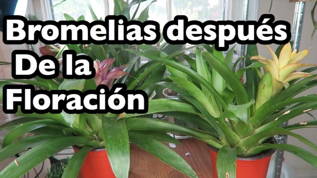 Bromelias en flor: Cómo cuidarlas después de la floración