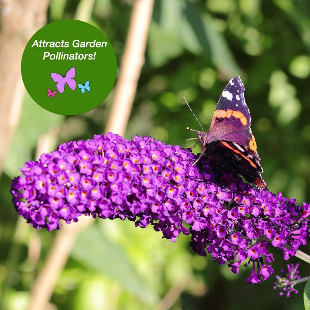 Bushes de Mariposa para Zona 4: Opciones Resistentes