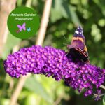Bushes de Mariposa para Zona 4: Opciones Resistentes