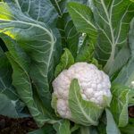 Cabezas de coliflor por planta y consejos de cultivo