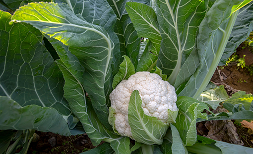 Cabezas de coliflor por planta y consejos de cultivo