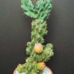Cactus Nocturno Peruvianus: Características principales