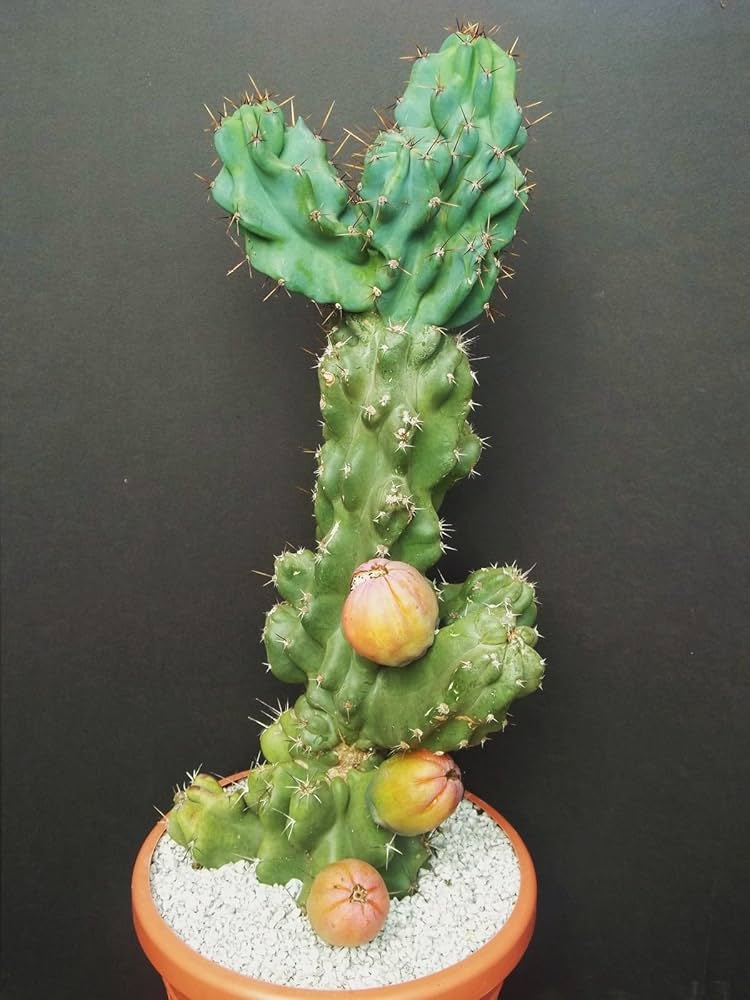 Cactus Nocturno Peruvianus: Características principales