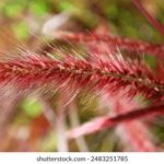 Característica principal del pasto rojo carmesí