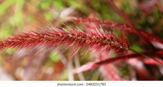 Característica principal del pasto rojo carmesí