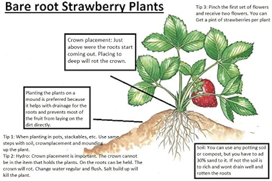 Características de las fresas Ozark Beauty y sus corredores