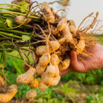 Características de las plantas de cacahuate tipo Runner
