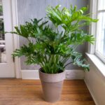 Características del Selloum Philodendron de hoja dividida
