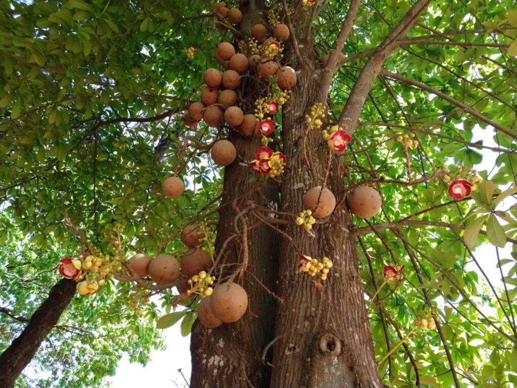 Características y cuidados de la Cannonball Tree