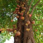 Características y cuidados de la Cannonball Tree
